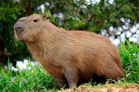 South America, Brazil, Mato Grosso, Pantanal, a male capybara, Hydrochoerus hydrochaeris, the largest extant rodent in the world Stock Photo - Rights-Managed, Code: 862-06675861