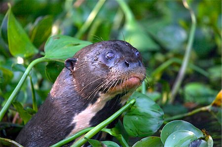 pteronura brasiliensis - South America, Brazil, Mato Grosso, Pantanal, a giant otter Photographie de stock - Rights-Managed, Code: 862-06675886