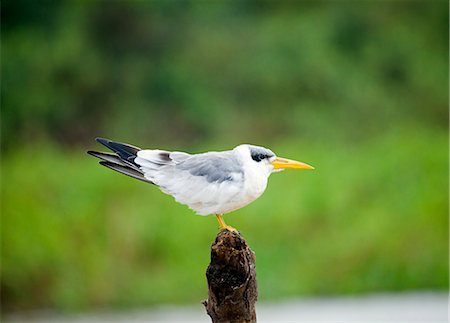 simsearch:862-08090005,k - South America, Brazil, Mato Grosso, Pantanal, Large billed Tern, Phaetusa simplex. Foto de stock - Con derechos protegidos, Código: 862-06675888