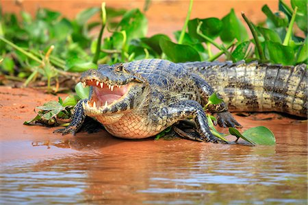 South America, Brazil, Mato Grosso, Pantanal, a Yacare caiman, Caiman crocodilus yacare, with jaws agape Photographie de stock - Rights-Managed, Code: 862-06675881