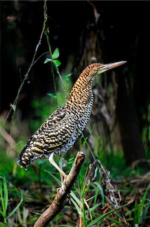 South America, Brazil, Mato Grosso, Pantanal, Rufescent tiger heron, Tigrisoma lineatum. Stock Photo - Rights-Managed, Code: 862-06675883