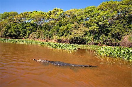 South America, Brazil, Mato Grosso, Pantanal, a Yacare caiman, Caiman crocodilus yacare, swimming up a river in the Parque Estadual Encontro das Aguas Stock Photo - Rights-Managed, Code: 862-06675895