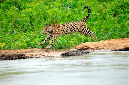 simsearch:862-06675884,k - South America, Brazil, Mato Grosso, Pantanal, a male jaguar, panthera onca. Foto de stock - Con derechos protegidos, Código: 862-06675891