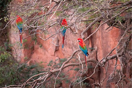 simsearch:862-06541079,k - South America, Brazil, Mato Grosso, Bonito, Ara chloropterus, Red and green Macaw, at the Buraco das Araras, Macaw hole. Photographie de stock - Rights-Managed, Code: 862-06675900