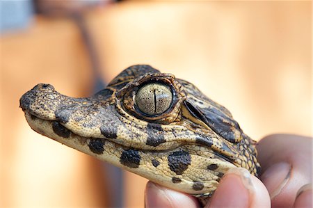 pantanal - South America, Brazil, Mato Grosso do Sul, Pantanal, a baby Yacare caiman, Caiman crocodilus yacare. Stock Photo - Rights-Managed, Code: 862-06675914