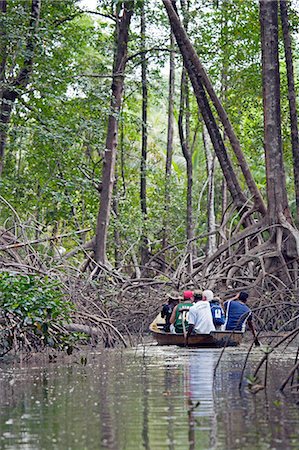 south america jungle pictures - South America, Brazil, Para, Amazon, Marajo island, tourists in wooden canoes visiting red mangrove forest near Soure Stock Photo - Rights-Managed, Code: 862-06675961