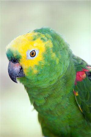 South America, Brazil, Para, Ilha de Marajo a Yellow crowned Amazon or Yellow crowned Parrot, Amazona ochrocephala, Photographie de stock - Rights-Managed, Code: 862-06675972