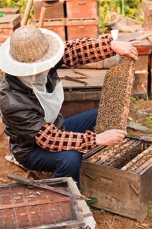China, Yunnan, Luoping. Beekeeping at Luoping. Fotografie stock - Rights-Managed, Codice: 862-06676190