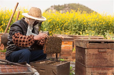 enjambre - China, Yunnan, Luoping. Beekeeping amongst the mustard fields at Luoping. Foto de stock - Con derechos protegidos, Código: 862-06676191