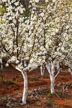 China, Yunnan, Luoping. Pear trees in blossom. Photographie de stock - Rights-Managed, Code: 862-06676206