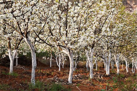 China, Yunnan, Luoping. Pear trees in blossom. Fotografie stock - Rights-Managed, Codice: 862-06676207