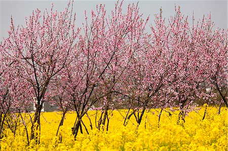 China, Yunnan, Luoping. Peach trees in blossom amongst rapeseed flowers. Stock Photo - Rights-Managed, Code: 862-06676203