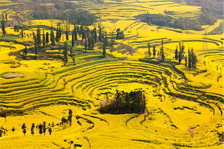 peach blossoms - China, Yunnan, Luoping. Mustard fields at Niujie, known as the 'snail farms' due to the unique snail shell like terracing. Stock Photo - Rights-Managed, Code: 862-06676215