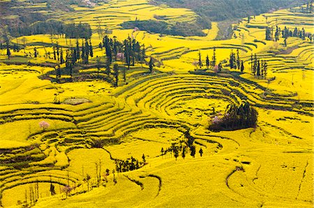 China, Yunnan, Luoping. Mustard fields at Niujie, known as the 'snail farms' due to the unique snail shell like terracing. Photographie de stock - Rights-Managed, Code: 862-06676217