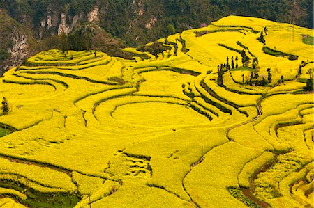 peach blossoms - China, Yunnan, Luoping. Mustard fields at Niujie, known as the 'snail farms' due to the unique snail shell like terracing. Stock Photo - Rights-Managed, Code: 862-06676218