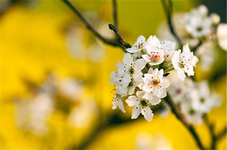 China, Yunnan, Luoping. Pear blossom in a mustard field. Stock Photo - Rights-Managed, Code: 862-06676211