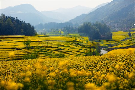 simsearch:862-06676228,k - China, Yunnan, Luoping. Mustard fields in bloom at Luoping. Fotografie stock - Rights-Managed, Codice: 862-06676220