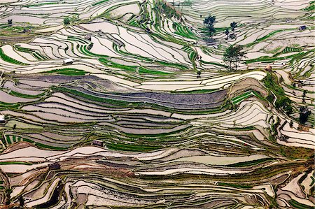 simsearch:862-06676332,k - China, Yunnan, Yuanyang. Pattern of rice terraces at Tiger's Mouth, Laohuzi, Yuanyang. Stock Photo - Rights-Managed, Code: 862-06676293