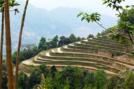 simsearch:862-06676187,k - China, Yunnan, Yuanyang. Rice terracing in Yuanyang. Stock Photo - Rights-Managed, Code: 862-06676300