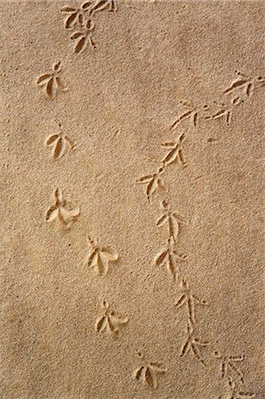 pegadas - Chad, Gaora Hallagana, Ennedi, Sahara. Bird footprints in sand. Foto de stock - Direito Controlado, Número: 862-06676405