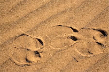 Camel footprints Stock Photos - Page 1 : Masterfile