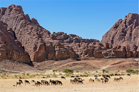 sculpted - Chad, Deli, Ennedi, Sahara. A herd of goats passes weathered red sandstone hills near Deli. Stock Photo - Rights-Managed, Code: 862-06676478