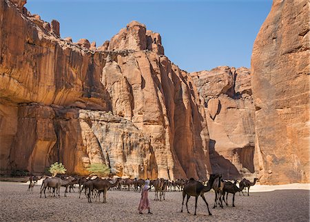 simsearch:862-06676493,k - Chad, Wadi Archei, Ennedi, Sahara.  A herd of camels in Wadi Archei. Fotografie stock - Rights-Managed, Codice: 862-06676517