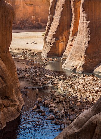 simsearch:862-06676493,k - Chad, Wadi Archei, Ennedi, Sahara.  A large herd of camels watering at Wadi Archei, an important source of permanent water. Fotografie stock - Rights-Managed, Codice: 862-06676511
