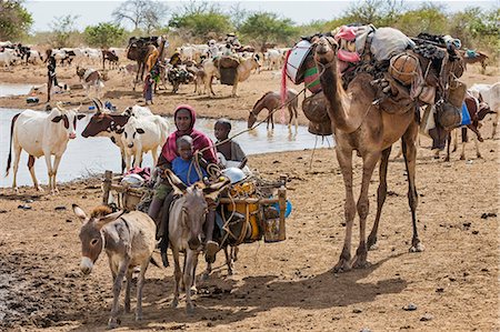 donkey ride - Chad, Mongo, Guera, Sahel.  A Chadian Arab Nomad woman and her children move from a waterhole with their possessions. Stock Photo - Rights-Managed, Code: 862-06676546