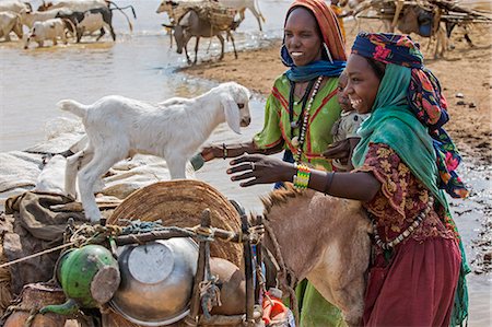 Chad, Mongo, Guera, Sahel.  Chadian Arab Nomad women re-load their donkey after collecting water from a waterhole. Stockbilder - Lizenzpflichtiges, Bildnummer: 862-06676547