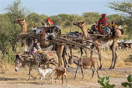 donkey ride - Chad, Arboutchatak, Guera, Sahel. Peul nomads on the move. Stock Photo - Rights-Managed, Code: 862-06676554