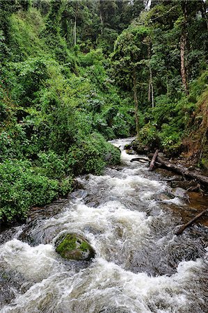 simsearch:862-06542644,k - Central America, Costa Rica, Stream in the ungle Foto de stock - Direito Controlado, Número: 862-06676557