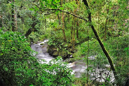 stream - Central America, Costa Rica, Stream in the ungle Photographie de stock - Rights-Managed, Code: 862-06676558