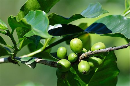 Central America, Costa Rica, Close up of coffee plant Photographie de stock - Rights-Managed, Code: 862-06676559