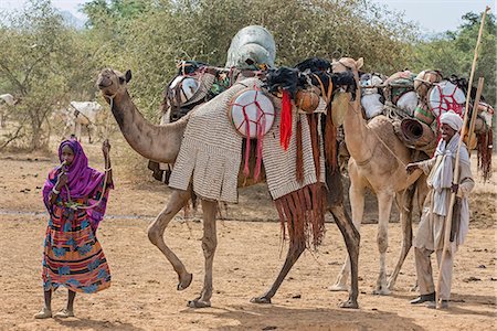 Chad, Mongo, Guera, Sahel.  A man and woman of the Chadian Arab Nomad tribe with a magnificently caparisoned camel. Photographie de stock - Rights-Managed, Code: 862-06676550