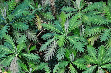 Central America, Costa Rica, Plants in the jungle Stockbilder - Lizenzpflichtiges, Bildnummer: 862-06676564