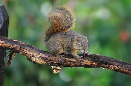 squirrel - Central America, Costa Rica, Squirrel in the jungle Stock Photo - Rights-Managed, Code: 862-06676565