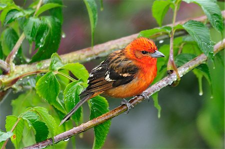 Central America, Costa Rica, Brightly coloured bird perched in the rain Stock Photo - Rights-Managed, Code: 862-06676567