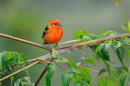 rain forest green animal - Central America, Costa Rica, Brightly coloured bird perched in the rain Stock Photo - Rights-Managed, Code: 862-06676568