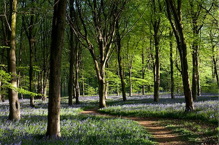UK, Wiltshire. A woman walks with her two dogs through the bluebell woods. Photographie de stock - Rights-Managed, Code: 862-06676669