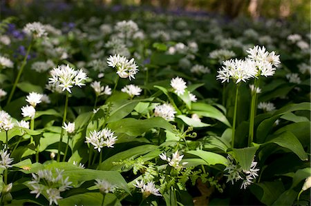 simsearch:862-06676671,k - UK, Wiltshire, wild garlic covers the woodland floor Foto de stock - Con derechos protegidos, Código: 862-06676677