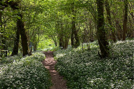 ramson - UK, Wiltshire. A path leads through some ancient woodland, the floor covered with wild garlic. Stock Photo - Rights-Managed, Code: 862-06676671