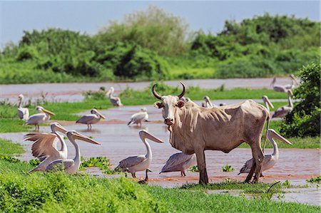 simsearch:862-06676698,k - A lost cow grazes among Pink-backed Pelicans in flooded fields beside the Omo River. The river bursts its banks annually during heavy rain in the Ethiopian Highlands, Ethiopia Photographie de stock - Rights-Managed, Code: 862-06676699