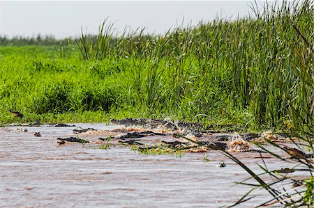 A large number of Nile crocodiles rush to safety. Although the Dassanech hunt crocodiles at night, they are here on the Omo River among the most dangerous reptiles to humans with some reaching a massive size, Ethiopia Foto de stock - Con derechos protegidos, Código: 862-06676706