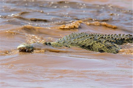 simsearch:862-03736319,k - A massive Nile crocodile ready to kill in the Omo River.  Although the Dassanech hunt crocodiles at night, they are here among the most dangerous reptiles to humans, Ethiopia Stock Photo - Rights-Managed, Code: 862-06676708