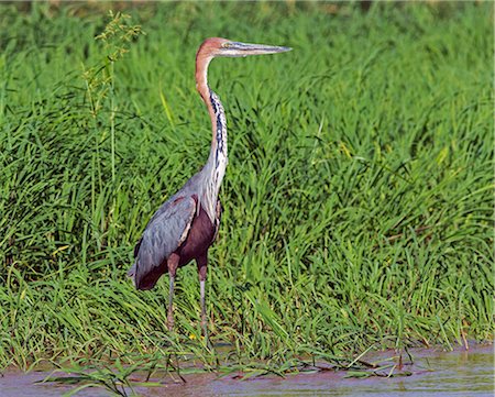 simsearch:862-06676698,k - A Goliath Heron on the banks of the Omo River. This beautiful bird is the world s largest heron, Ethiopia Photographie de stock - Rights-Managed, Code: 862-06676701