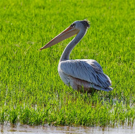 pelican - A Pink-backed Pelican on the flooded banks of the Omo River, Ethiopia Stock Photo - Rights-Managed, Code: 862-06676703