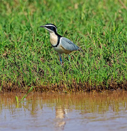 pluvier - An Egyptian Plover on the banks of the Omo Rive, Ethiopia Photographie de stock - Rights-Managed, Code: 862-06676714