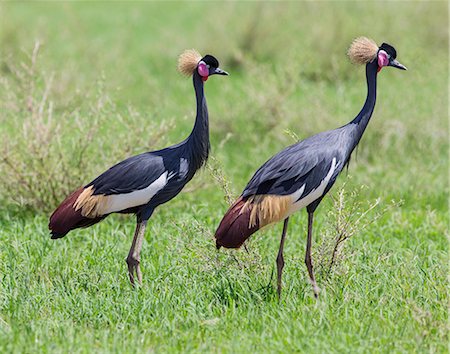 The magnificent Black-crowned Crane is only found in Eastern Africa in the far north of Kenya and Uganda, and Southern Ethiopia. Foto de stock - Con derechos protegidos, Código: 862-06676710