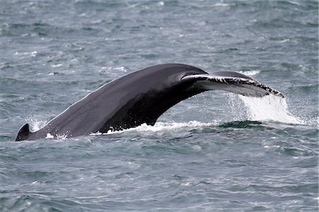 surfacing - Humpback whale dives in Skjalfandi Bay, near Husavik, Northern Iceland. Stock Photo - Rights-Managed, Code: 862-06676803